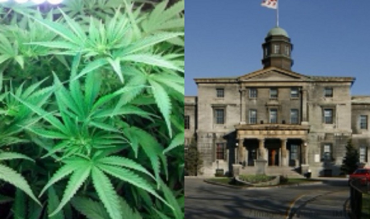 �tre dipl�m� universitaire en cannabis? C'est ce que veut offrir McGill!
