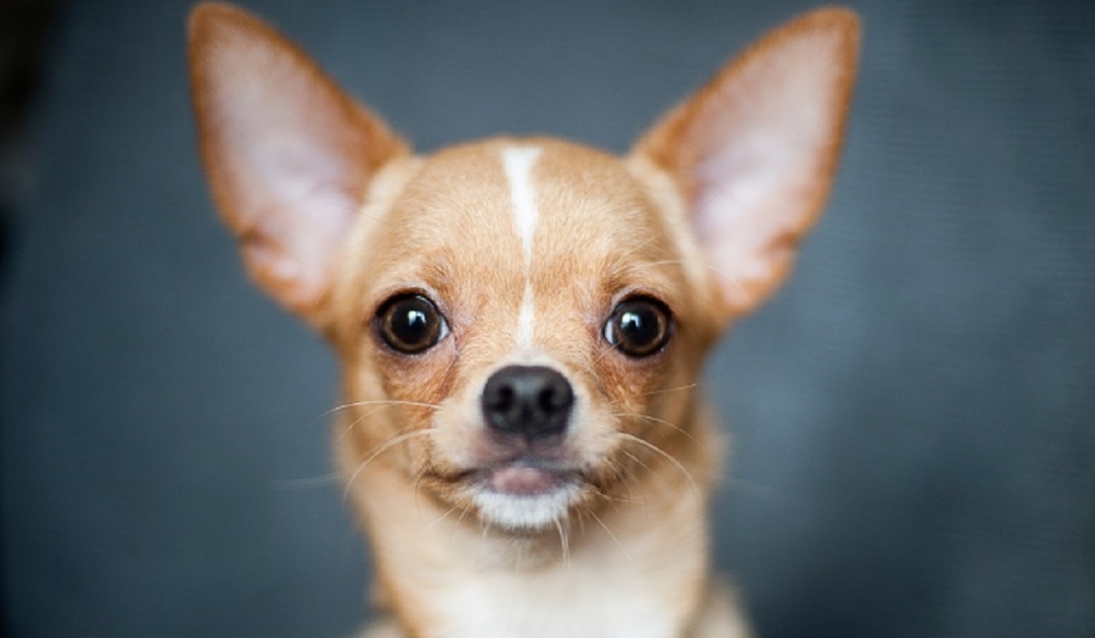 Des chihuahuas � donner sur Internet? La police nous met en garde!