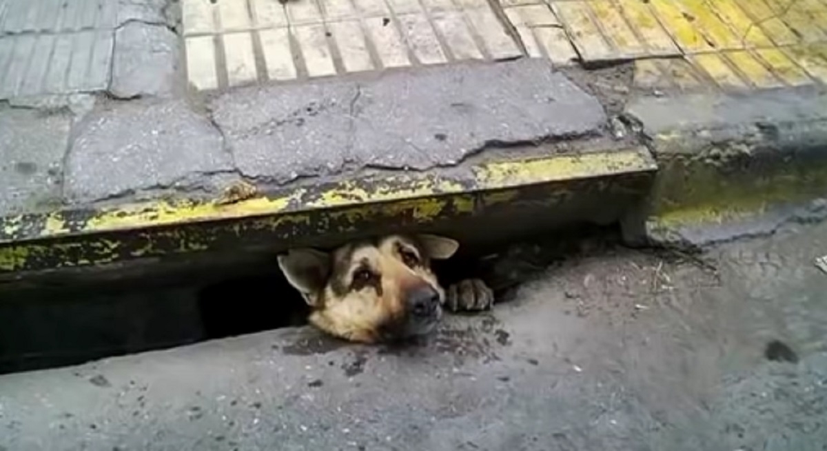Un chien coinc� dans un �gout n�cessite 4 jours de sauvetage p�rilleux