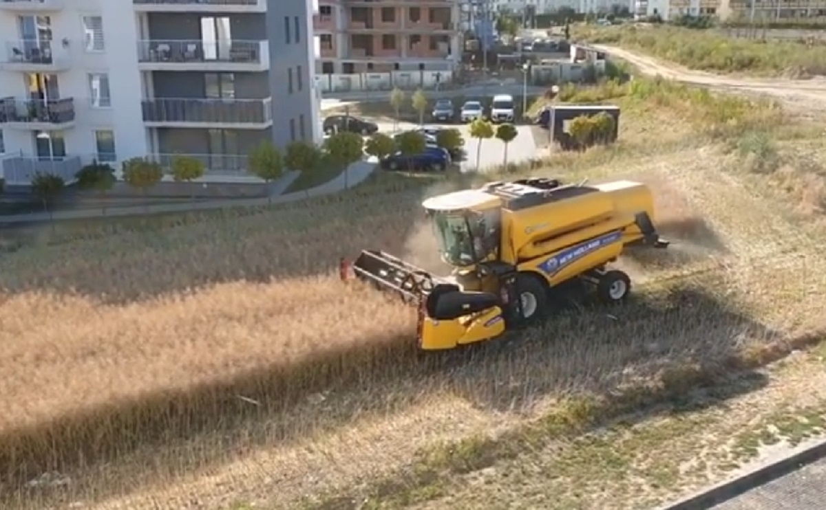 Un cultivateur qui a refus� de vendre ses terres fait maintenant ses r�coltes dans un quartier r�sidentiel