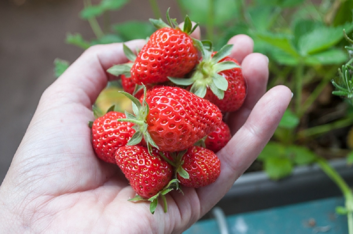 Voici un truc infaillible pour vous permettre de garder vos fraises fra�ches plus longtemps