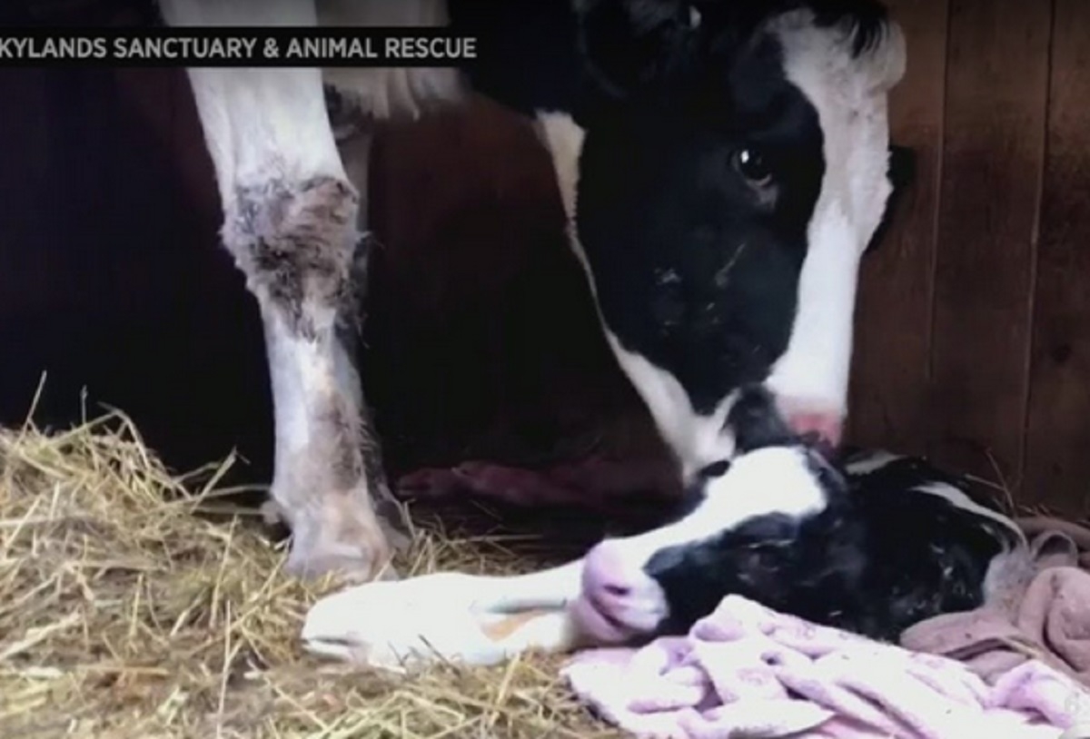 Une vache sur le point d'accoucher s'enfuie du camion qui l'emmenait � l'abattoir