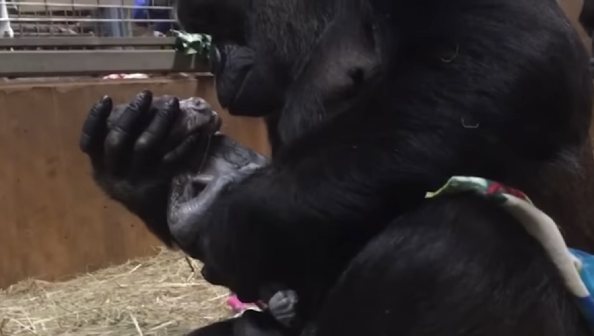 Voyez en direct la naissance d�un b�b� gorille, et par la suite, sa m�re qui l��treint et l�embrasse tendrement